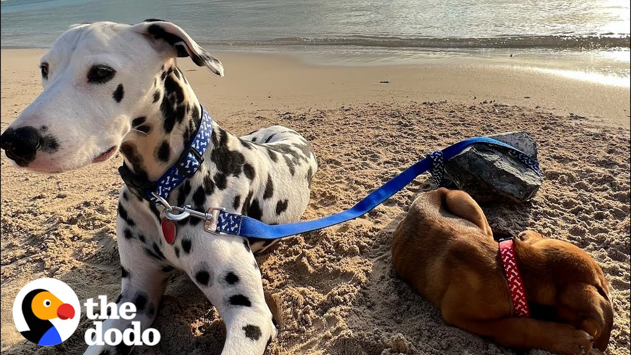 Dalmatian Rescues An Abandoned Puppy In The Middle Of Nowhere | The Dodo Faith = Restored