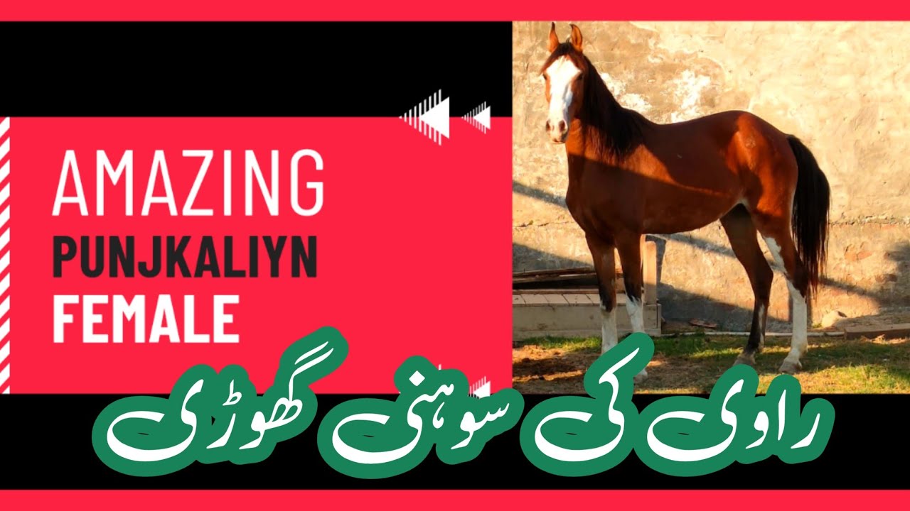 WoooW Amazing Female Horse | Ravi Bloodline | Covered From #Sanjar Stallion | Malik Farm