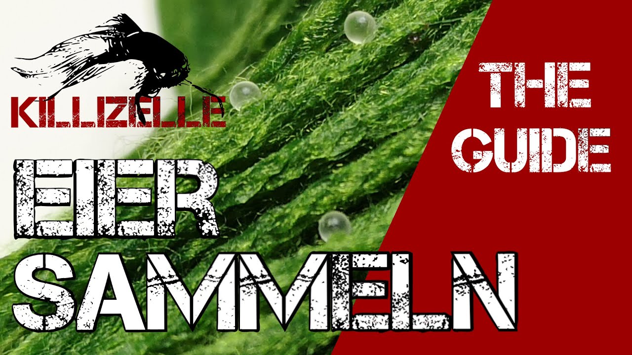 Killifischeier - Eier sammeln - Killifisch Guide + Zucht