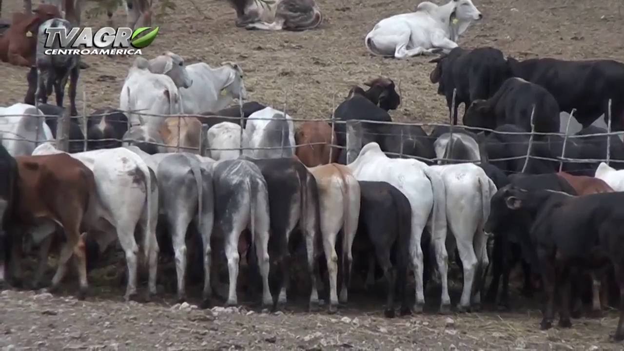 Industria de la carne en Guatemala