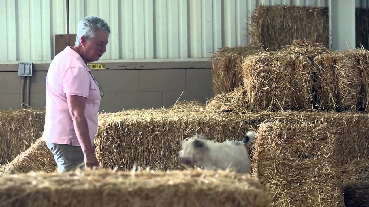 Barn hunt, a competition for all dogs