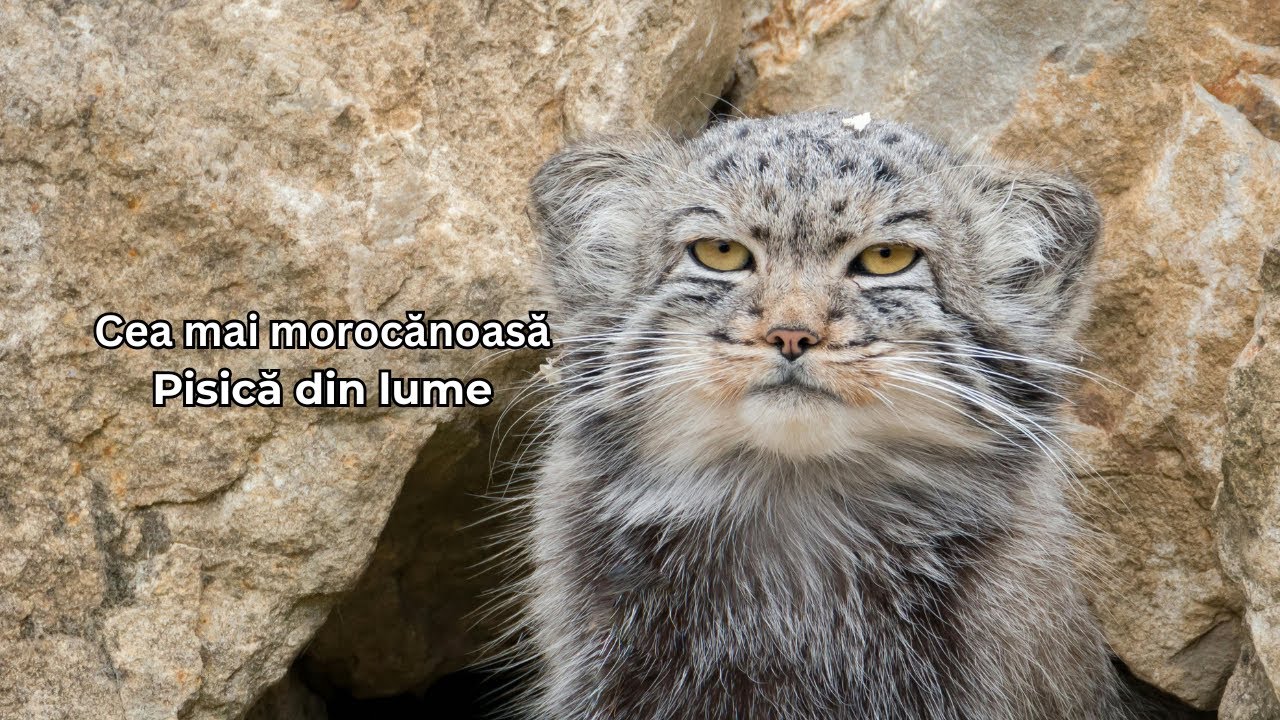 Pisica lui Pallas – cea mai ciudată și adorabilă felină de pe planetă