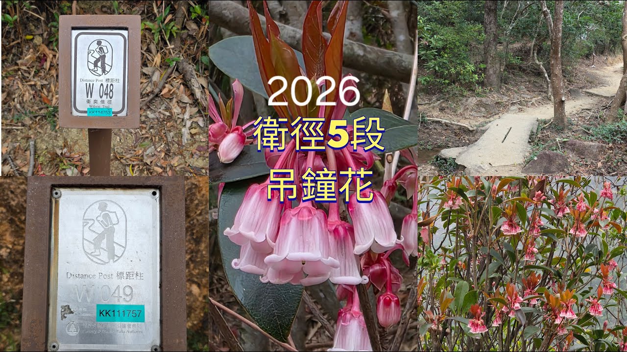 衛徑5段吊鐘2026##黃大仙地鐵站##沙田坳道##