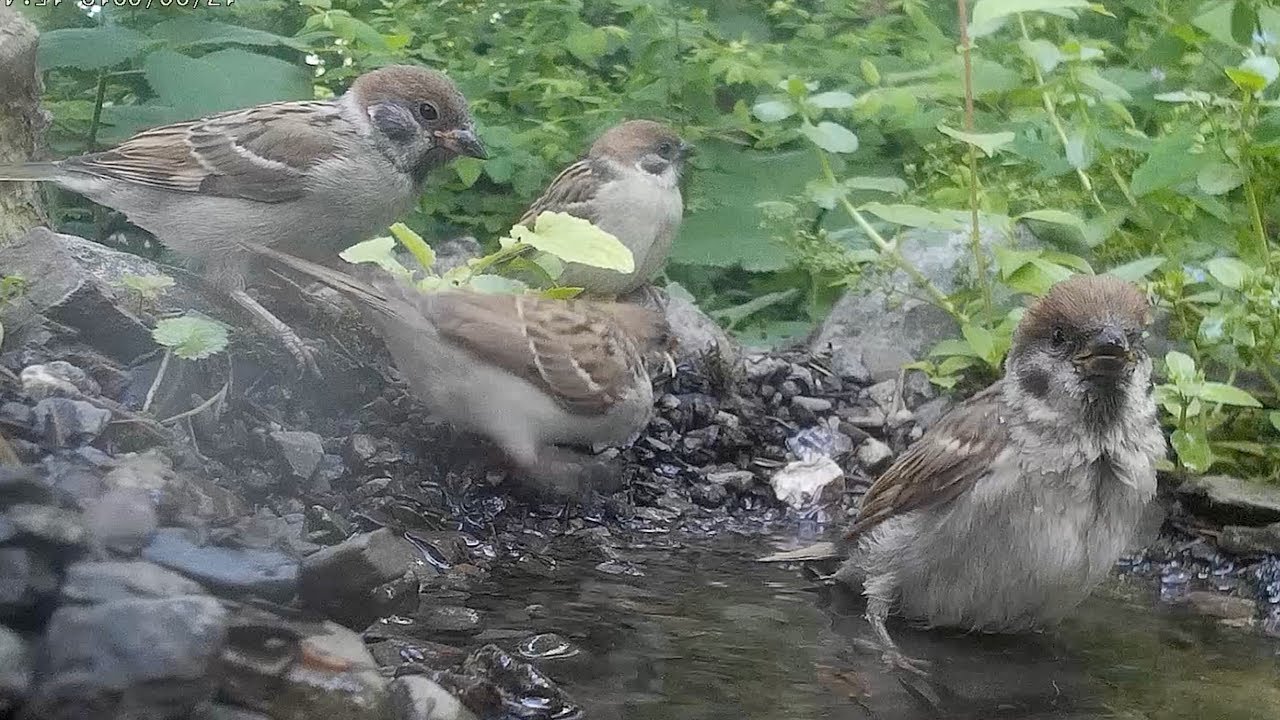 Tree sparrows at family bathday. Feldsperlinge beim Familienbad