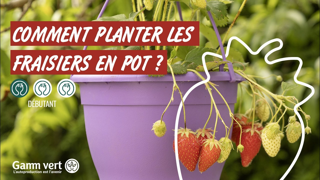 [TUTO] Comment planter les fraisiers en pot ? &ndash; Jardinerie Gamm vert