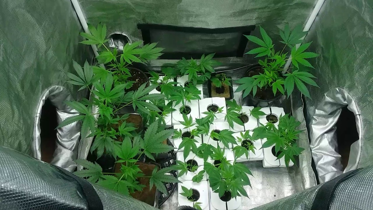 Gorilla tent growing cannabis Rockwell Grow blox