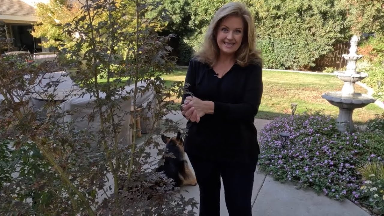 Planting A Skeeter's Broom Japanese Maple Tree ~ birdhouse garden