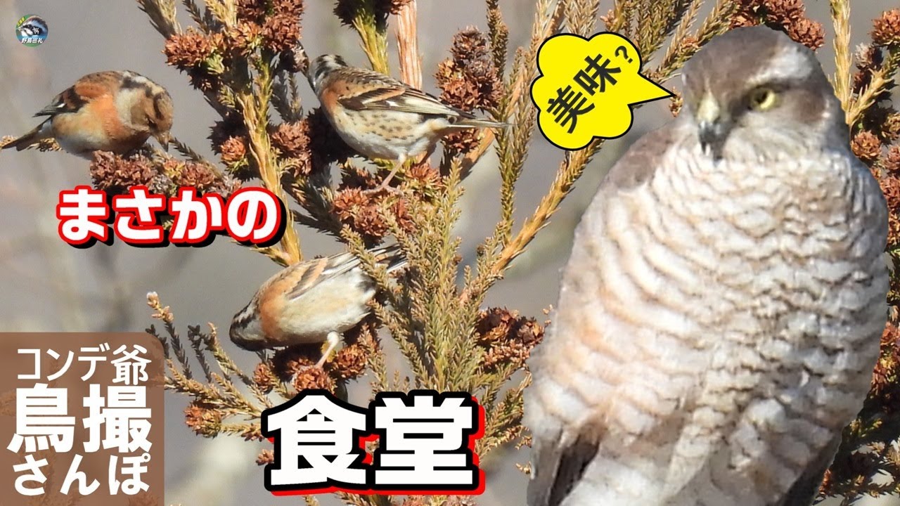 アトリが並ぶまさかの〇〇食堂　ハイタカからのメッセージ　北播磨には旨いもんあるで