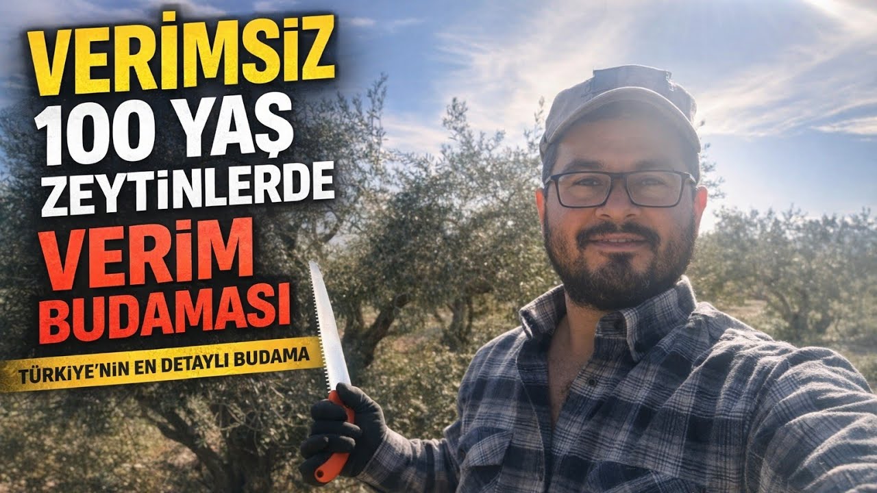 Verimsiz 100 yaş kaba zeytinlerde verim budaması.. #zeytin #hakanözdemir #zeytinbudaması #doğa 