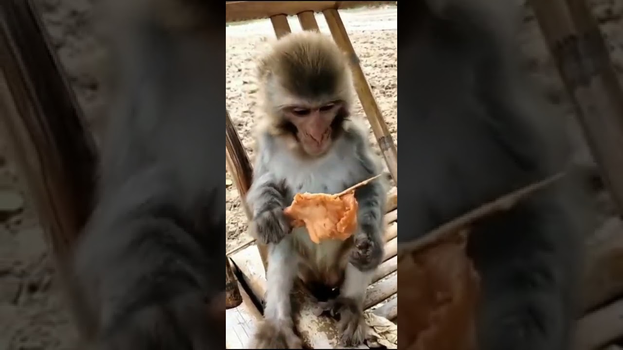 Baby Monkey BO BO Cute Monkey Funny Monkey Smart Monkey Videos #Shorts 410