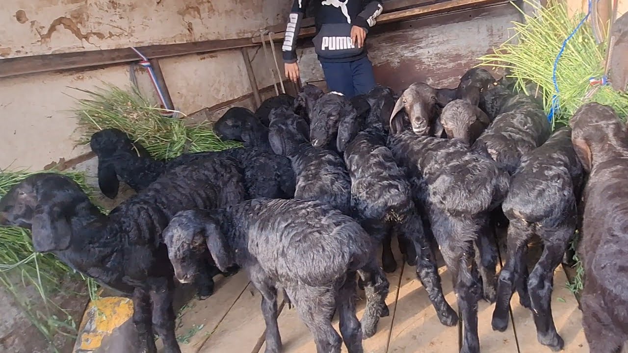 МАНА КУЗИ СЕЗОНИ БОШЛАНДИ ХОРАЗМ БОГОТ КУЙ КУЧКАР КУЗИ ЯНГИ НАРХЛАРИ 18-МАРТ 2026-ЙИЛ 