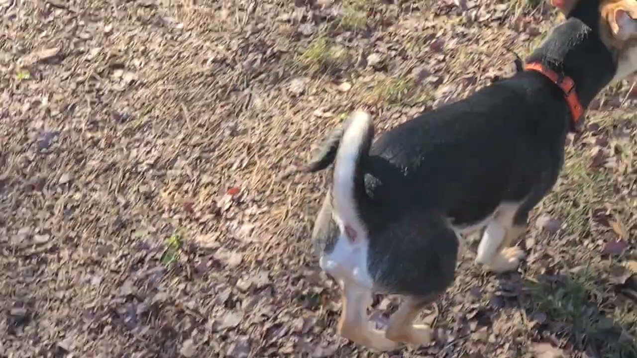 Joey trying to catch Spencer