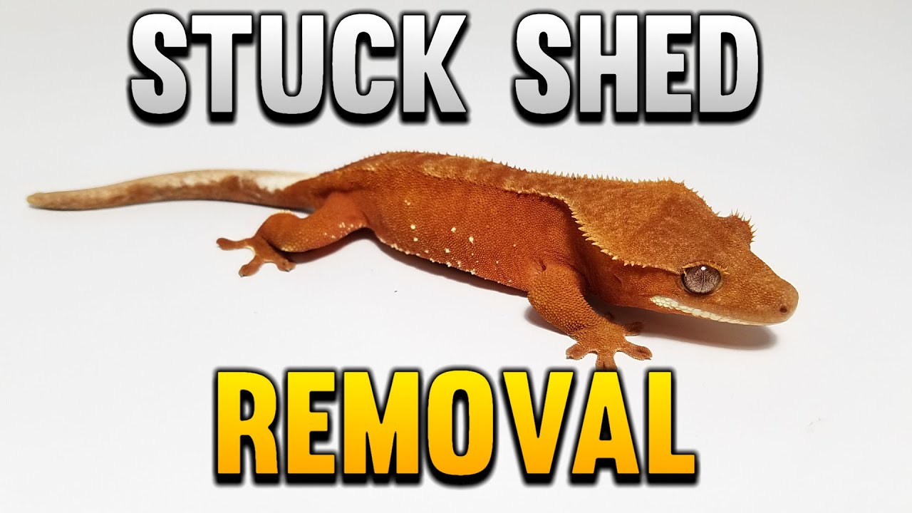 How To Get Stuck Shed And Dried Food Off Your Crested Gecko!