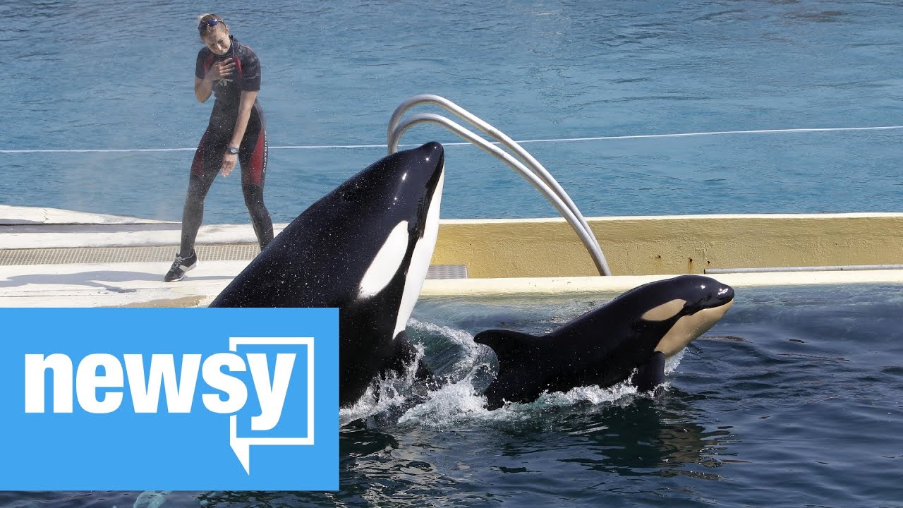 France Banning Use Of Wild Animals In Circuses, Marine Parks