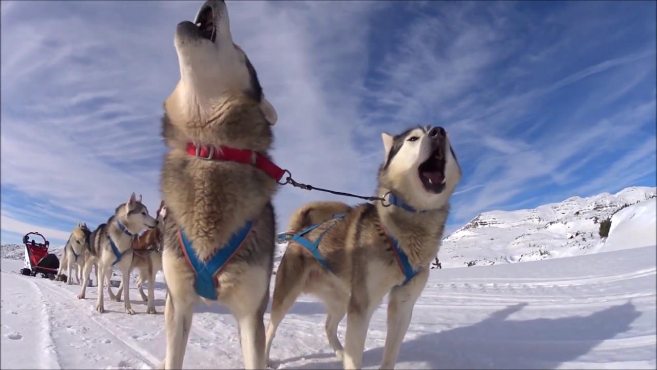 Sleddog sull'altopiano di Asiago