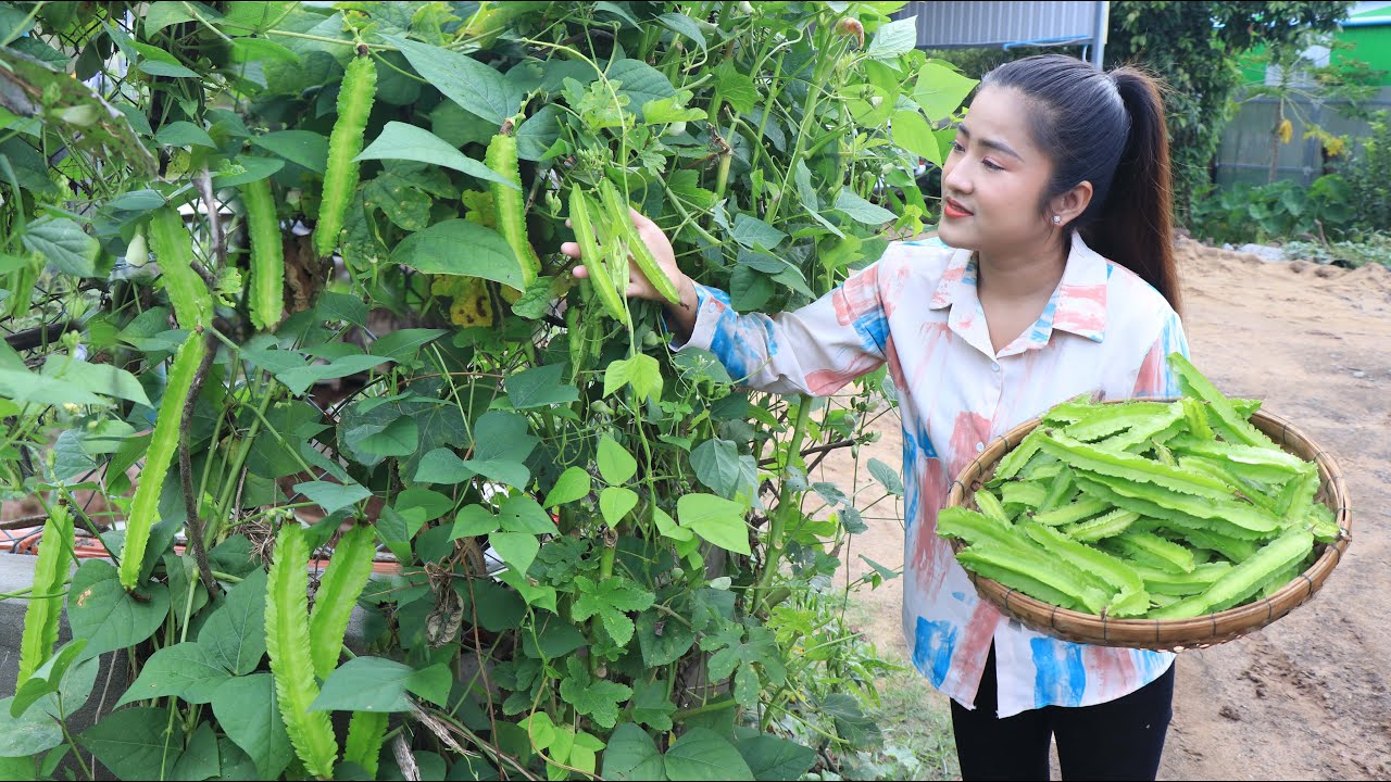 Harvesting Winged bean for cooking / Winged bean recipe / Cooking with Sreypov