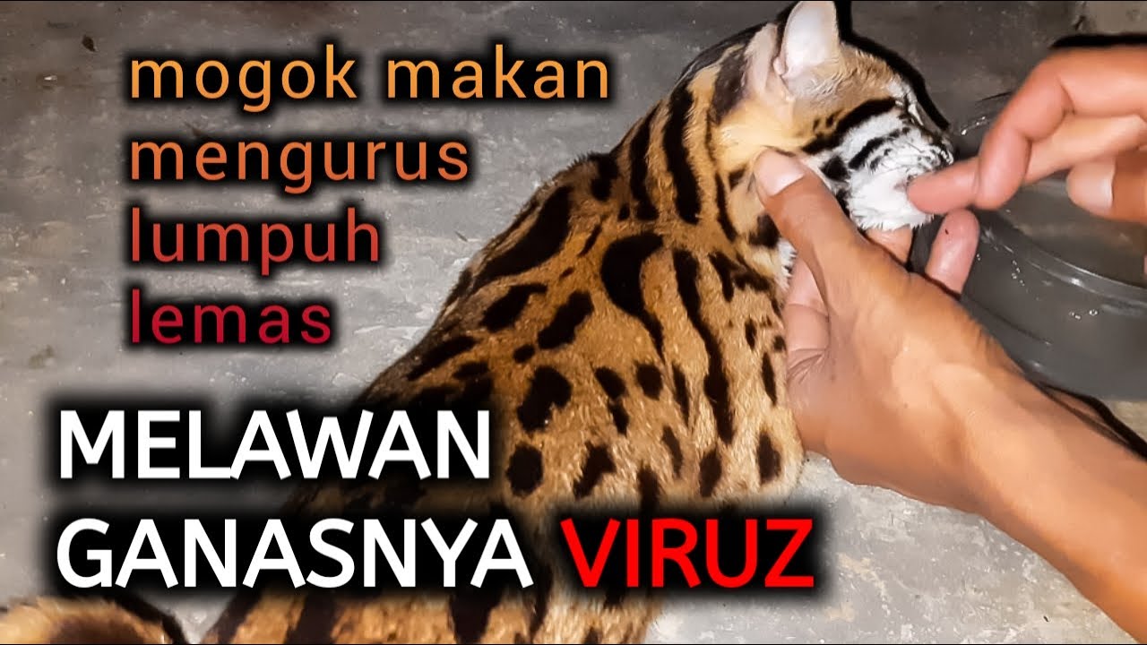 MELAWAN VIRUS GANAS | Mengobati kucing hutan/Menangani kucing hutan terkena virus/calicivirus