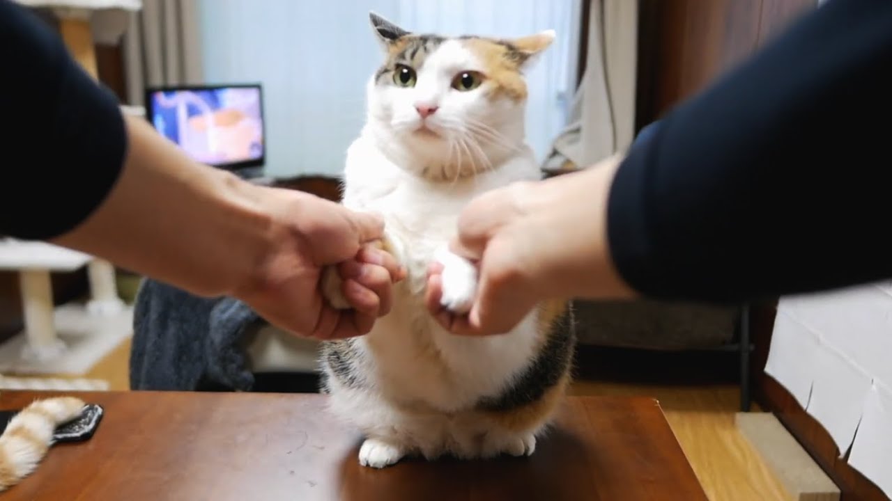 猫のうた