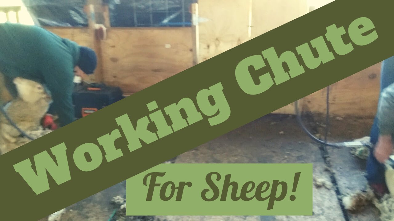 Our Homemade Working Chute For Sheep
