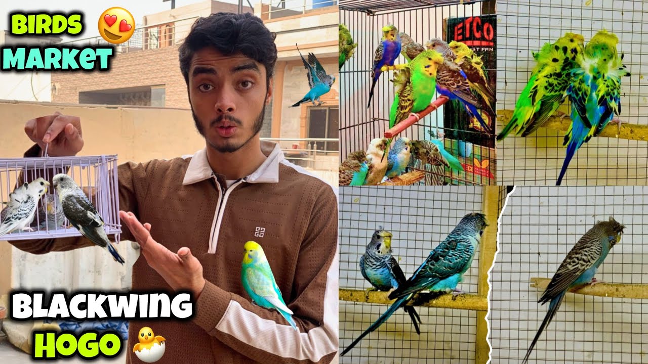 Birds market se blackwing hogoromo budgies le liye😍🐣|Blackwing budgies breeding😍