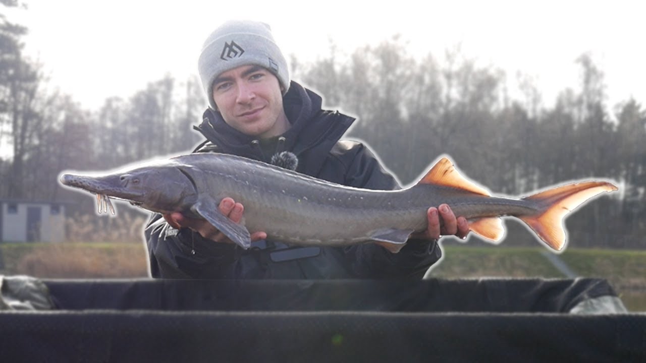 JESIOTRY I KARPIE NA METHOD FEEDER!