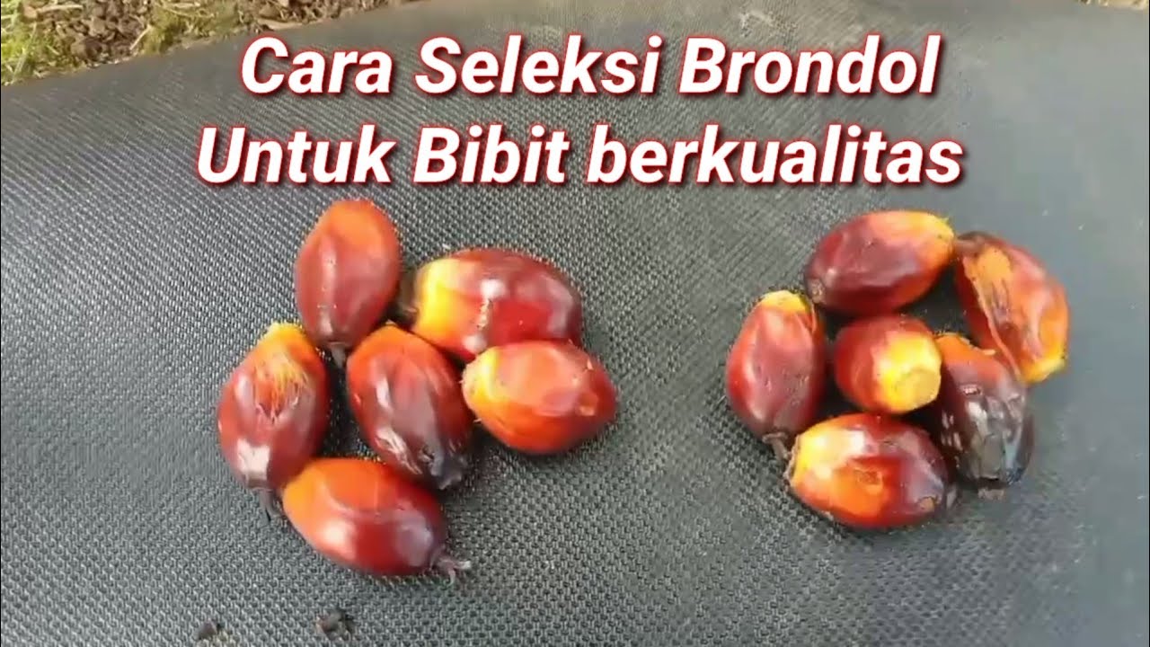 cara seleksi brondol untuk bibit berkualitas unggul
