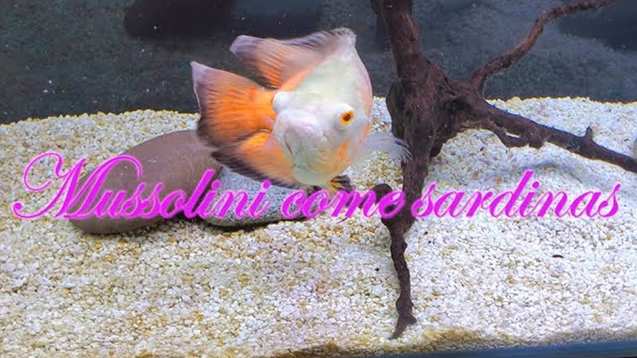 Mussolini Come Sardinas