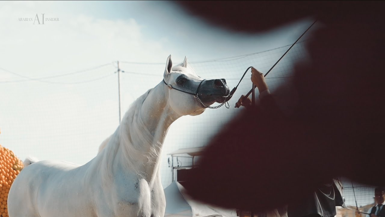 🇫🇷 MENTON ARABIAN HORSE SHOW 🍋 The Aftermovie