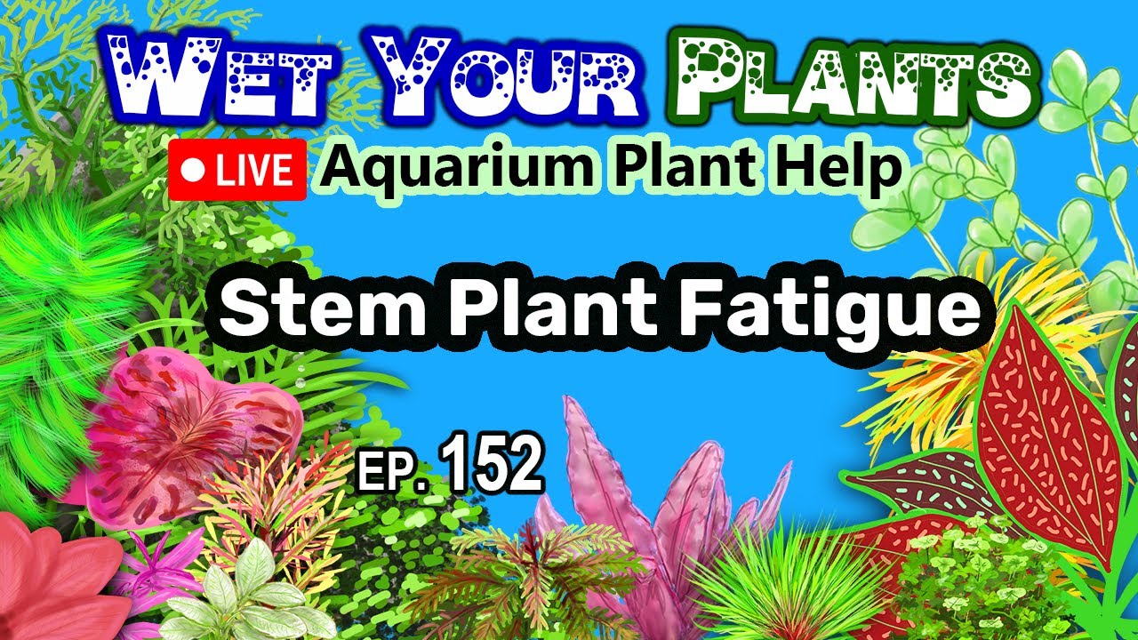 Planted Fish Room Goals for 2026 (WYP 152)