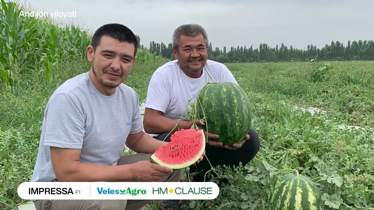 IMPRESA F1 | ИМПРЕСА (CLX 3090)