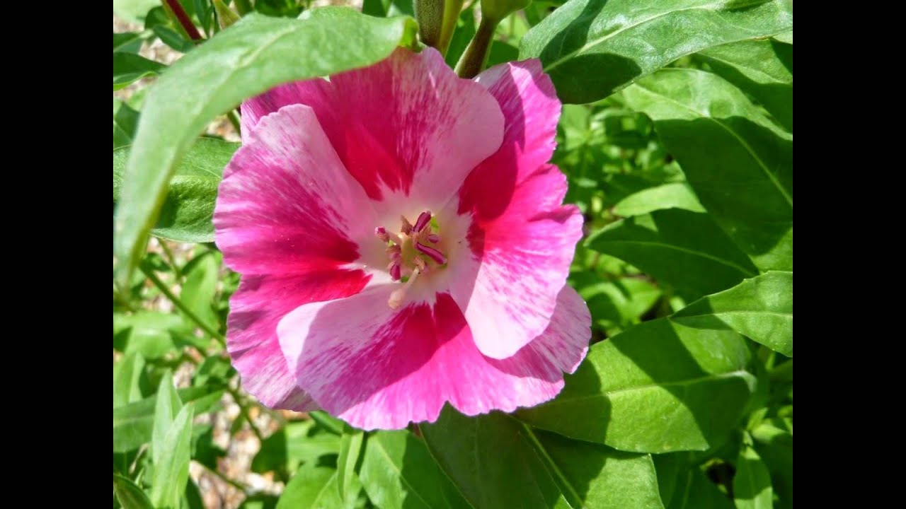 МАЛОПА,  или  ДЫРАВКА  (MALOPE)  сем. Мальвовые