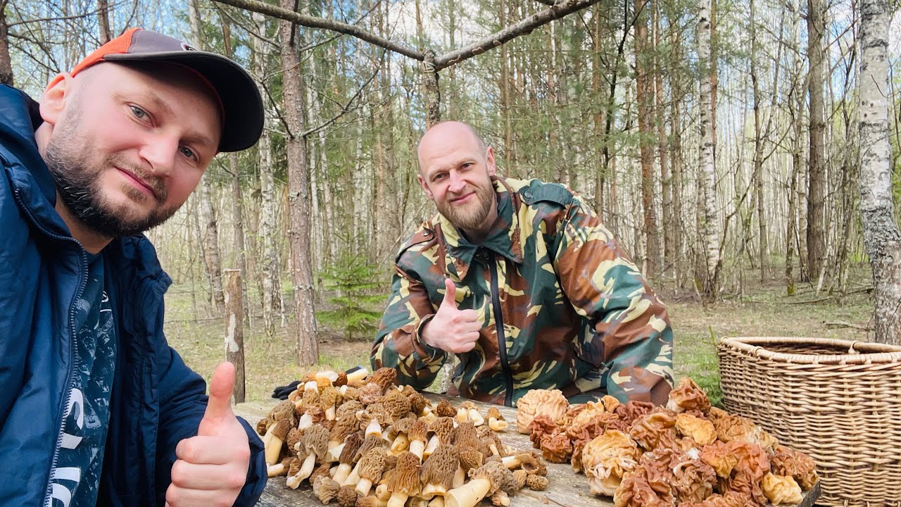 Грибной сезон 2024!!! Море сморчковой шапочки!!! Рецепт ее приготовления!!!