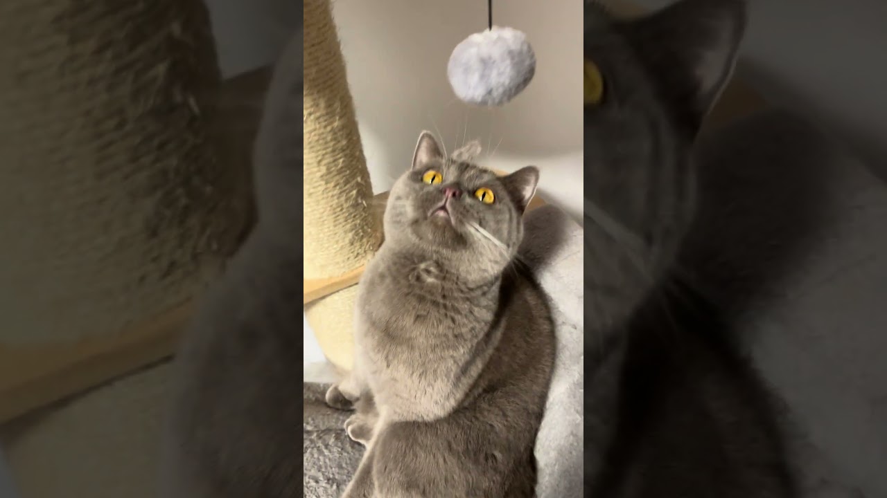 5 Gr&uuml;nde, warum du dir keine BKH Katze holen solltest! (1) CatInfo #cat #catsofyoutube #katze