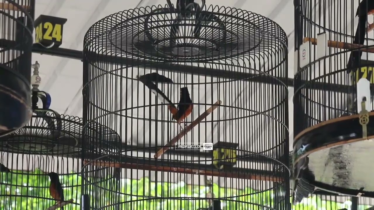 Pangeran timur #aldi86#latpres PKMC#29/11/2025#sesi 2#A2B2