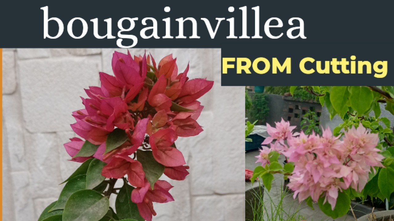 How To Grow Bougainvillea From Cutting? #bougainvillea #flowers #gardening #plants