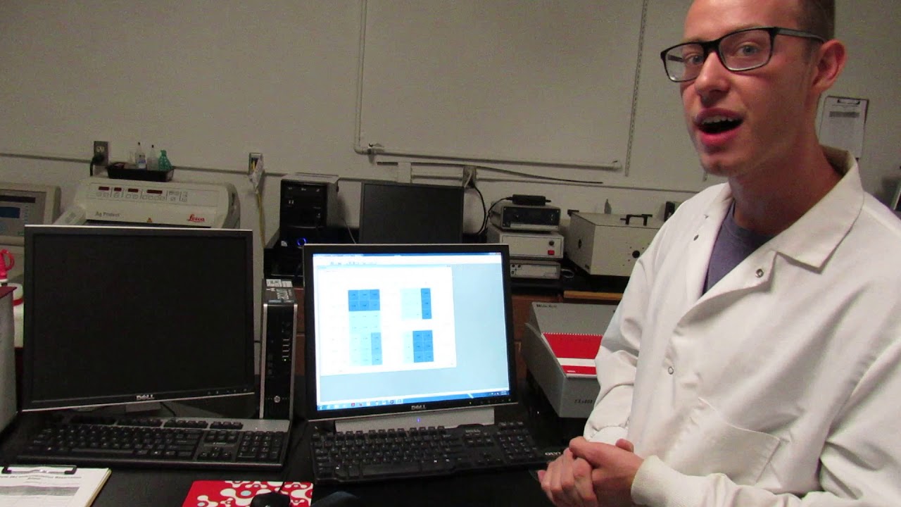 MSU Cell Biology (BIO320) - Cell Culture: XTT Assay Set Up (Video 12)