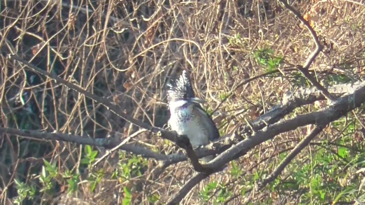 Y0095　Nanase River　Cold and Strong Wind　Grooming　Crested Kingfisher