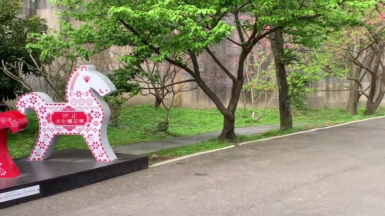 Cherry Blossom 2026 (Part 6) - New Taipei, Taiwan