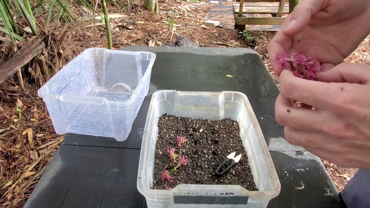 How To: Planting Tissue Cultures (TC) Emerse.