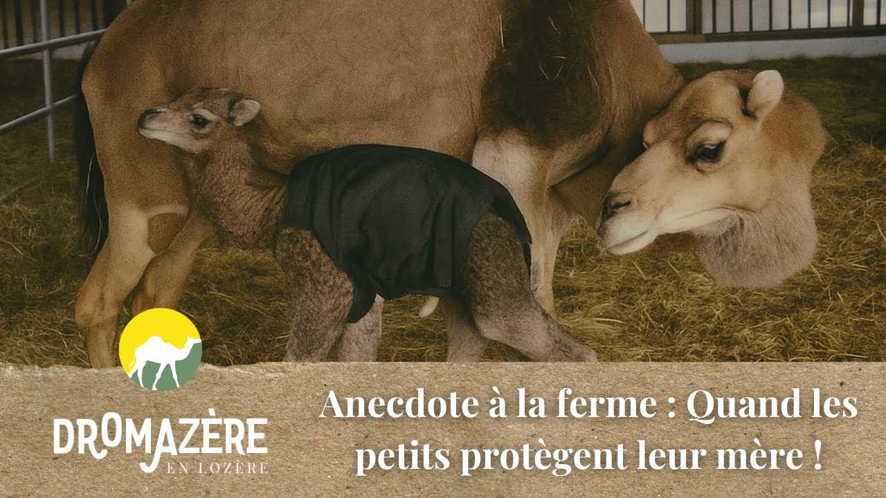 Anecdote à la ferme : quand les petits défendent leur mère !