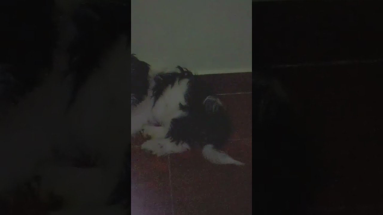 a cara da meliante depois do crime 🤣🤣🤫🙈🐕