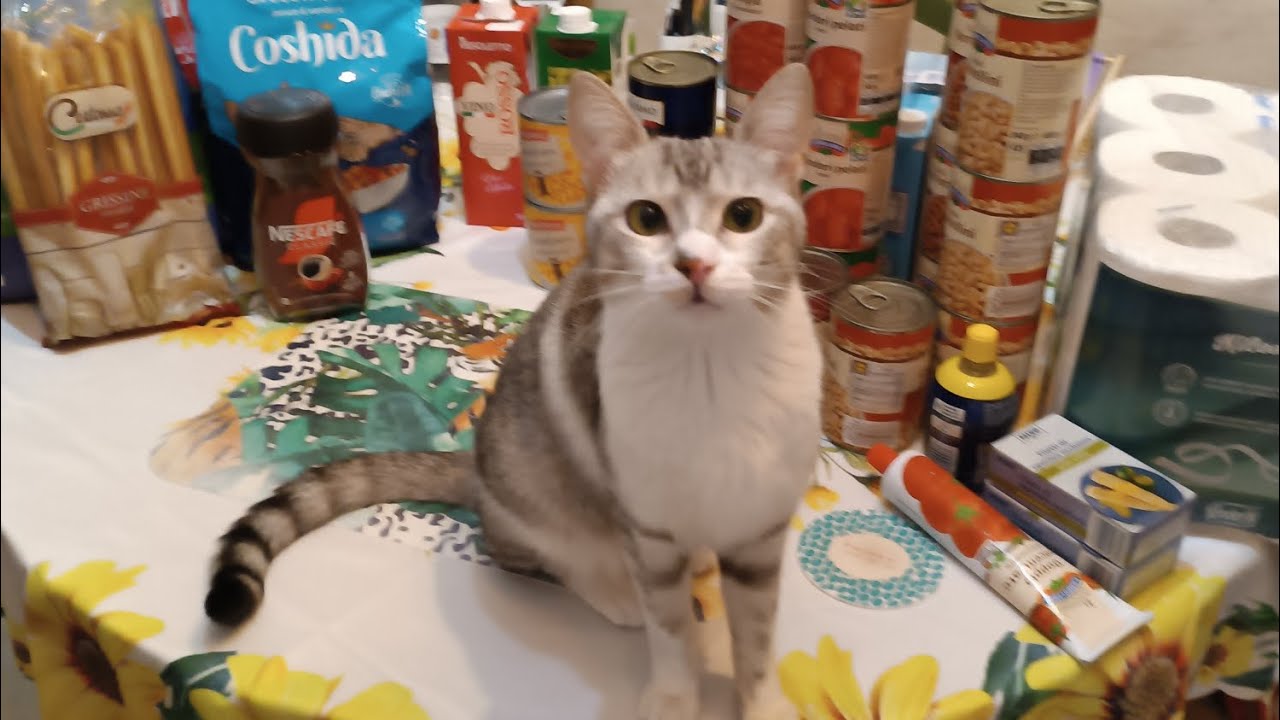 Finale Spesona Lidl con la mia mascotte Birba! 🥰😻🐯🫘🥫🥙