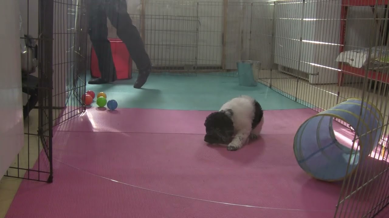 Tilly - PURPLE Collar Female