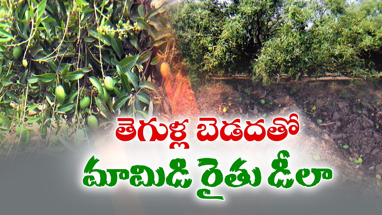 Mango Farmers Face Troubles with Pests Affecting | Mango Crop Flowers Good but Fruits Falling Early
