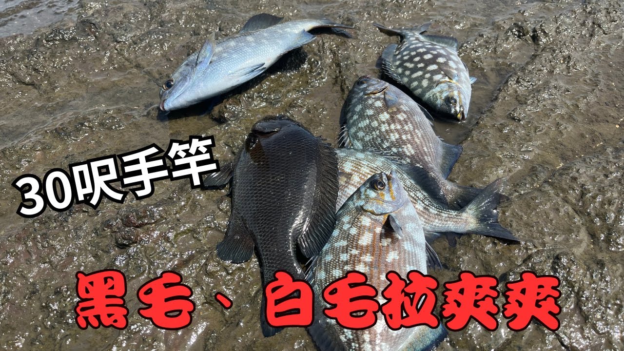 #藻餌磯釣#東北角#馬崗#手竿-黑毛、白毛拉爽爽