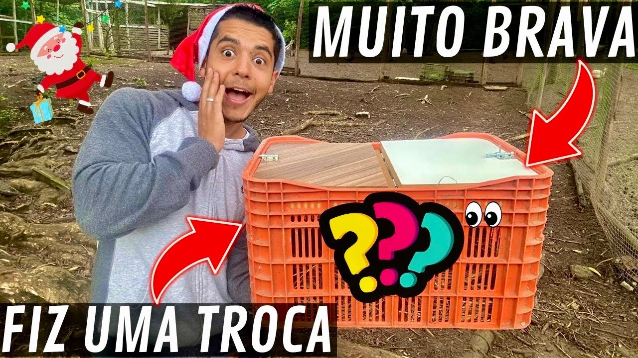 Chegou uma galinha da Angola  francesa GIGANTE e BRIGUENTA | Invasão nos Pavões | Aves Recriar