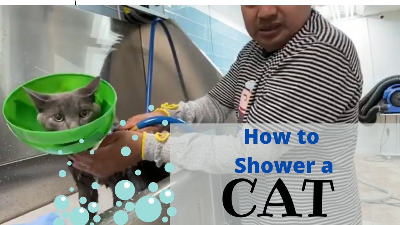 How to wash a cat , Russian Blue Cat Grooming in Queens NY by Miguel the Groomer
