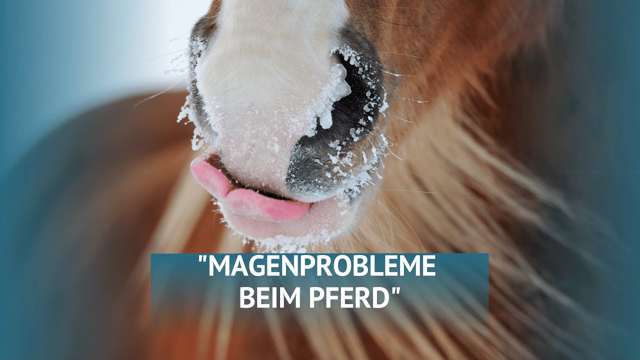 Magenprobleme beim Pferd erkennt man an den Wirbeln