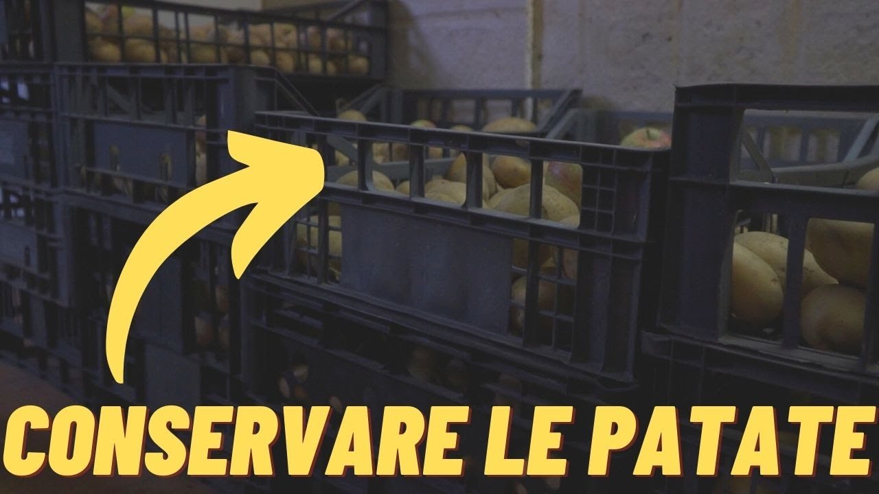 IL SEGRETO DELLA NONNA PER CONSERVARE LE PATATE🥔 per tutto l'inverno SENZA GERMIZIONE NE MARCIUME