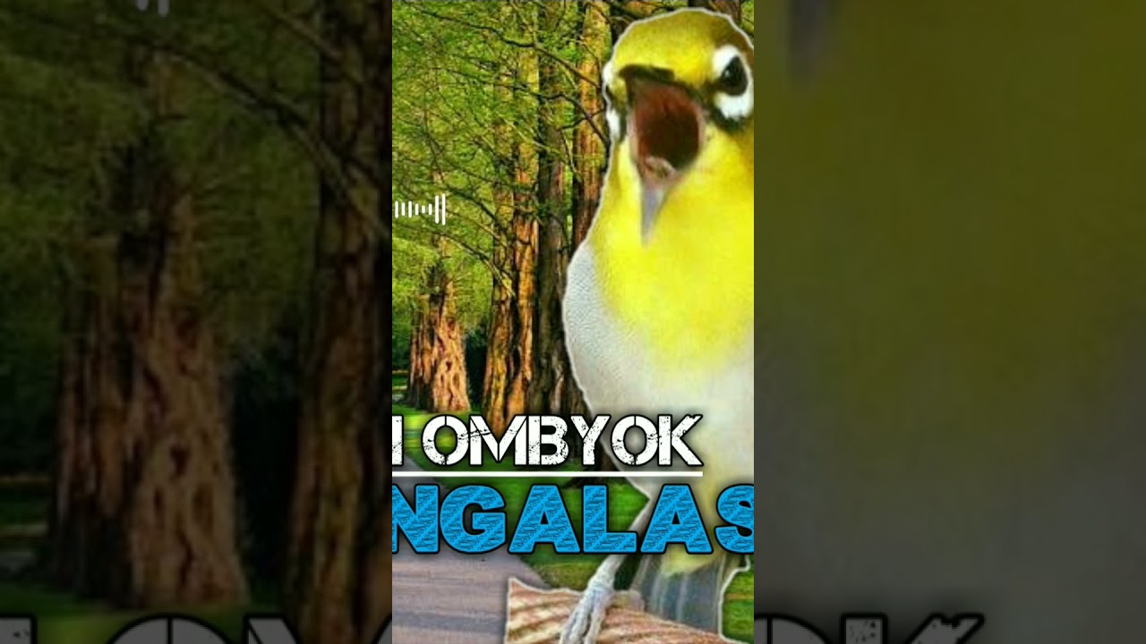 TERAPI PLECI OMBYOKAN BOS BIKIN EMOSI MUSUH 